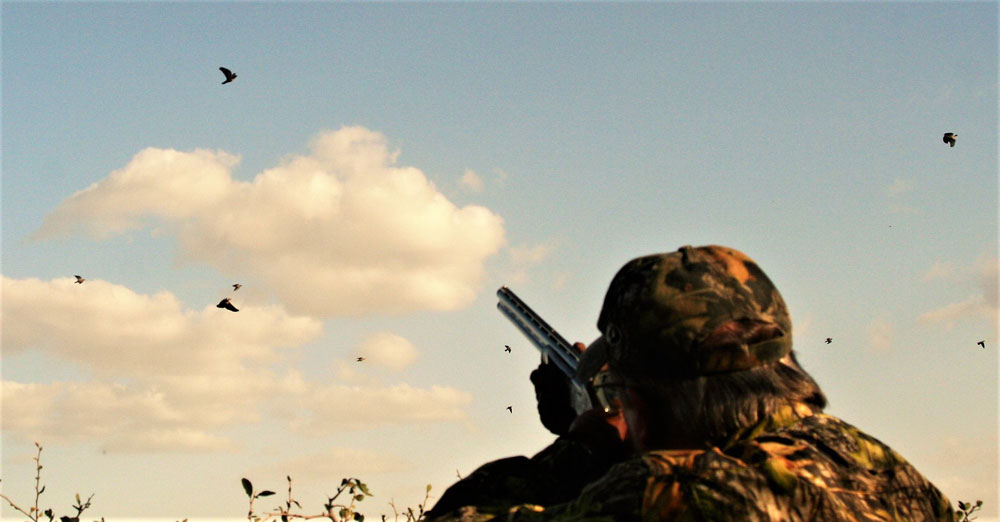 shooting doves