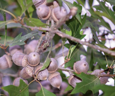 Shumard oak acorns