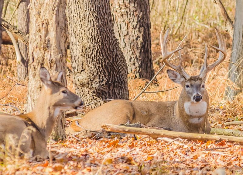 When a low pressure system arrives, whitetails can stay bedded for long periods, sometimes a day or more, until the weather breaks - photo credit: Bruce MacQueen