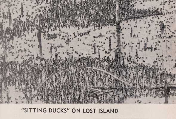 sitting ducks on Lost Island