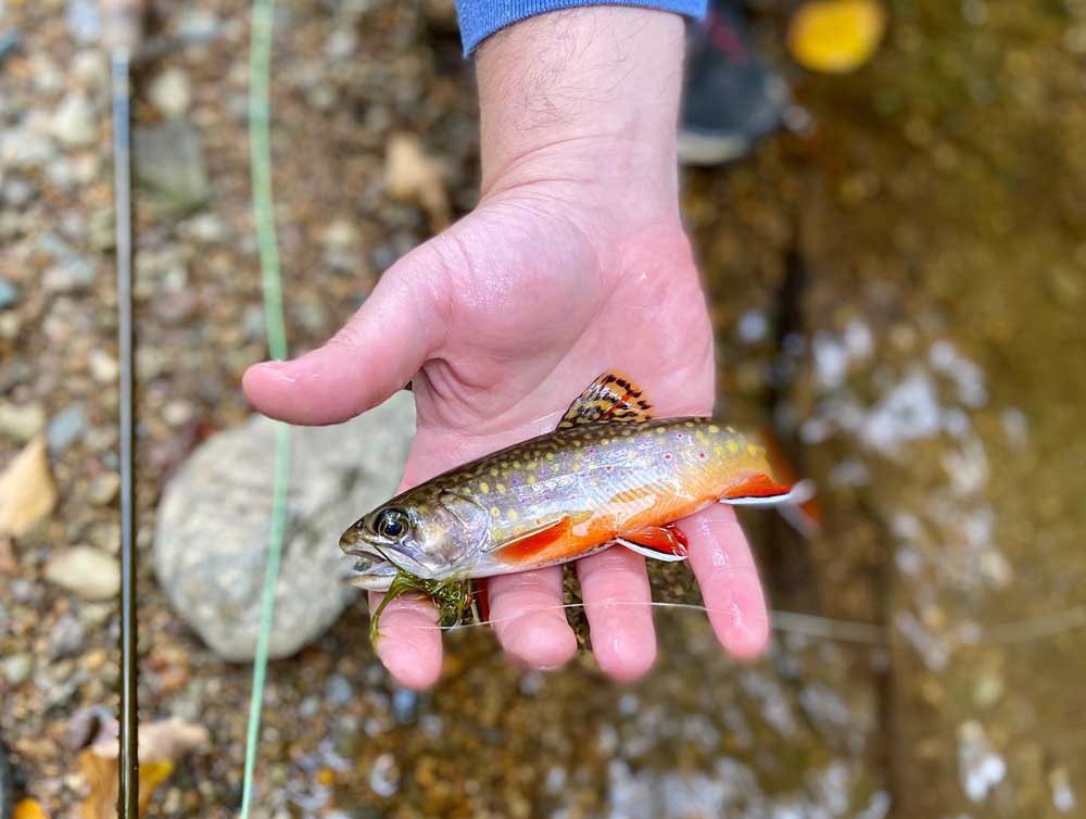 Fishing for Brook Trout in the Blue Ridge Mountains