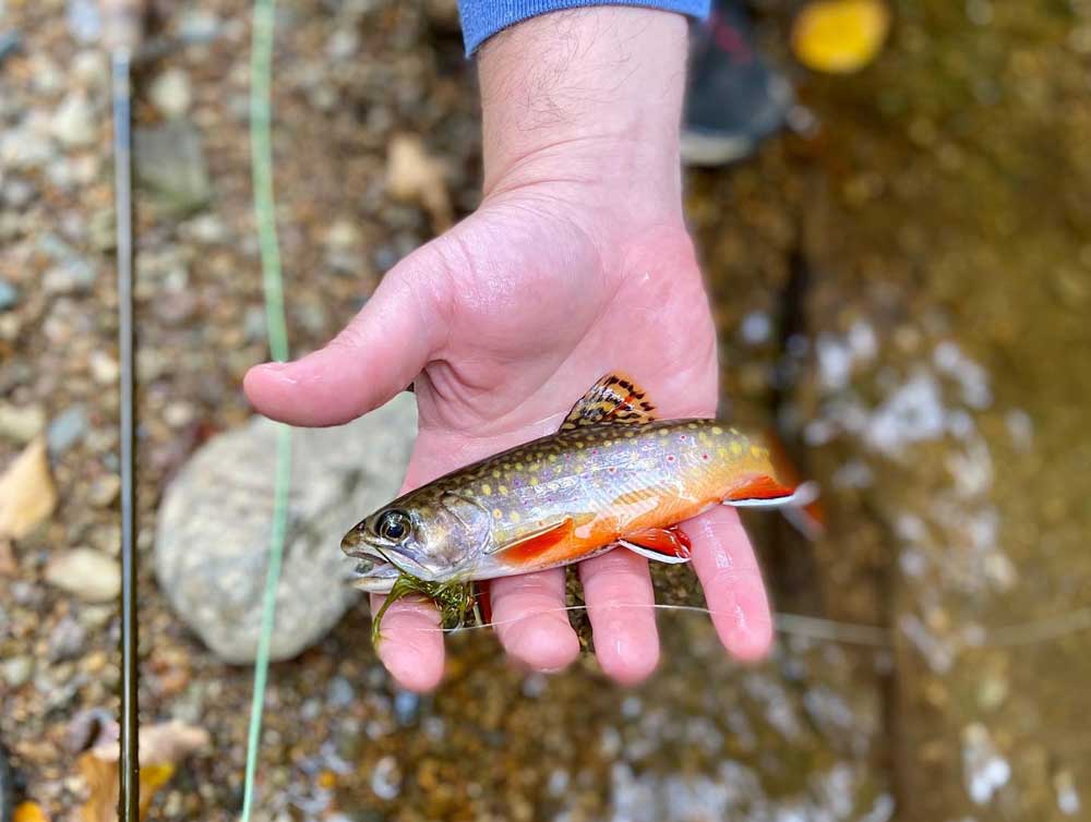 small brook trout