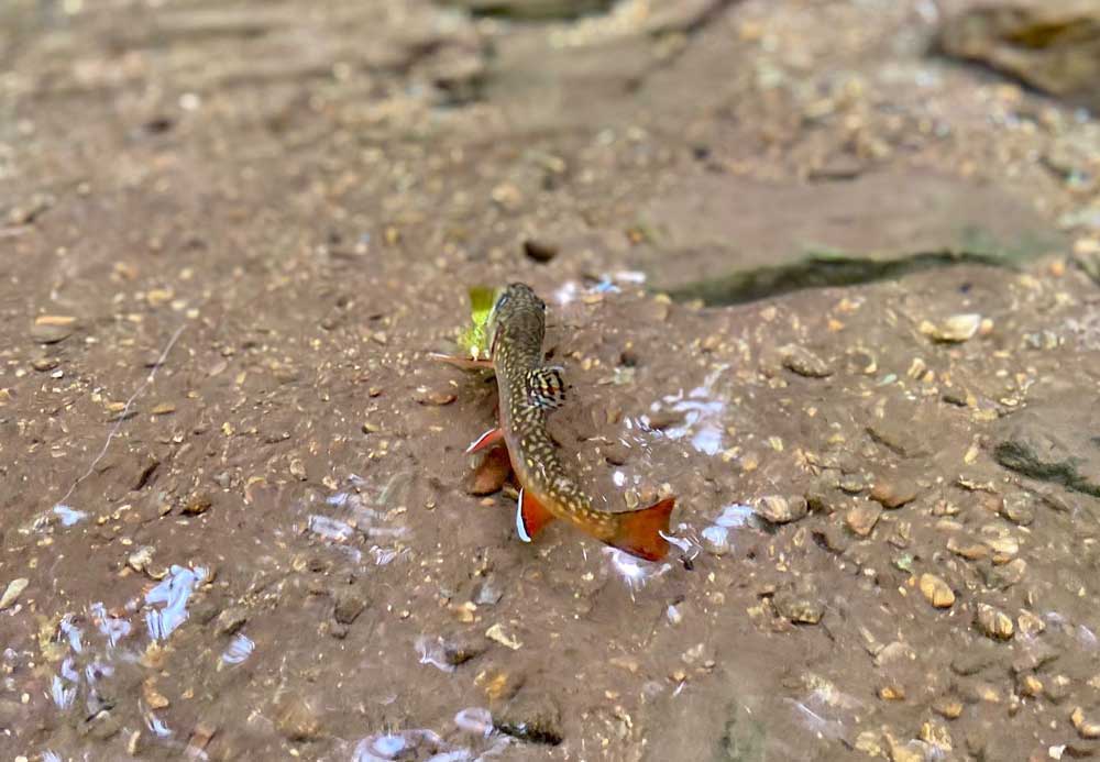 small brook trout