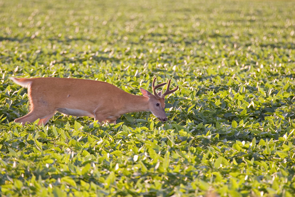 small buck in food plot