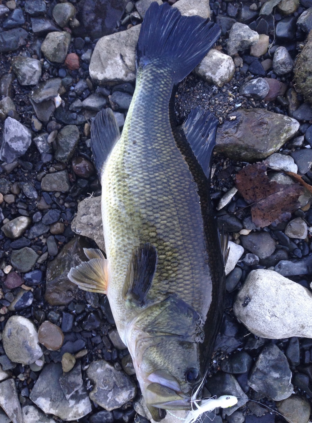smallie on a hair jig