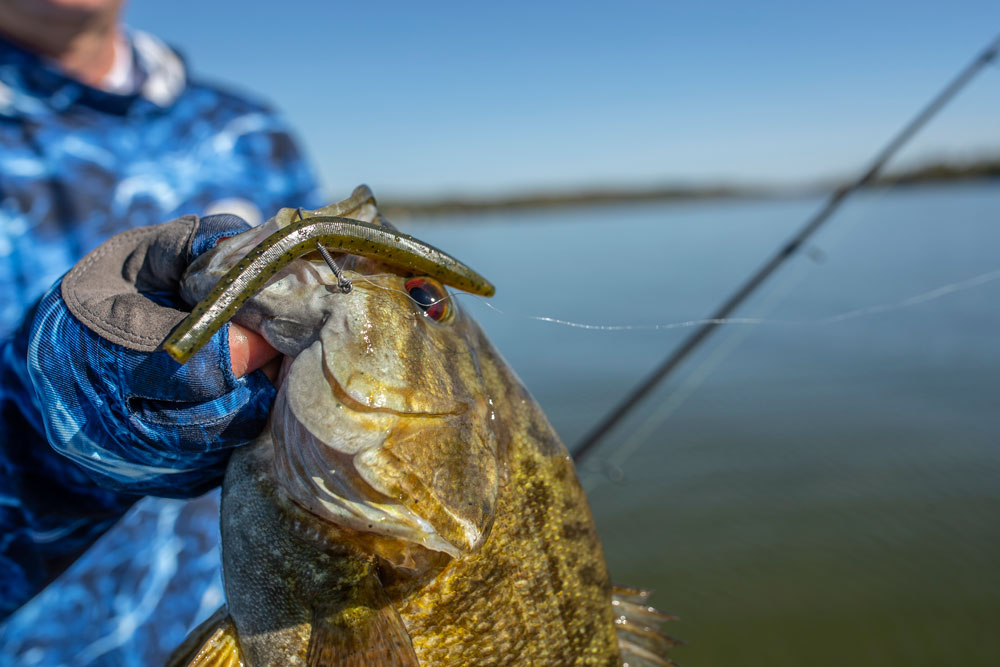 smallmouth bass bait