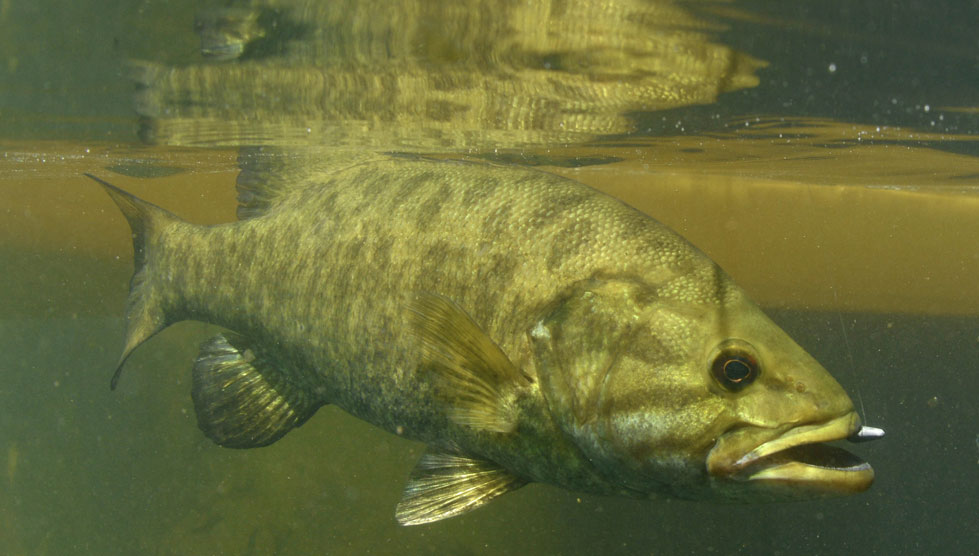 smallmouth bass