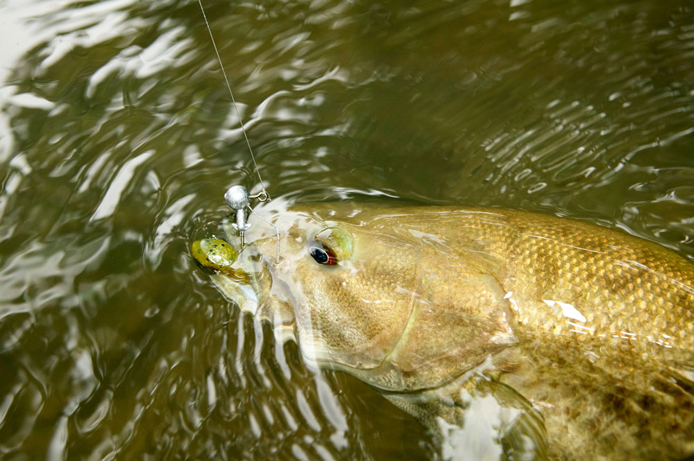 smallmouth at water surface