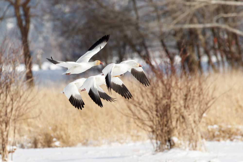 snow geese flying