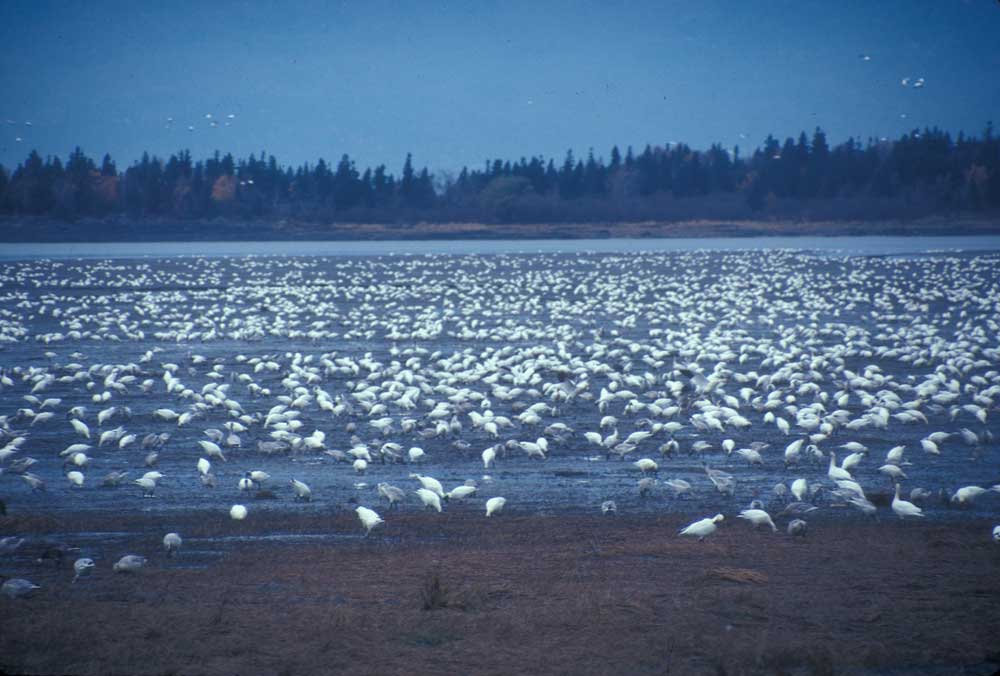 snow goose spread