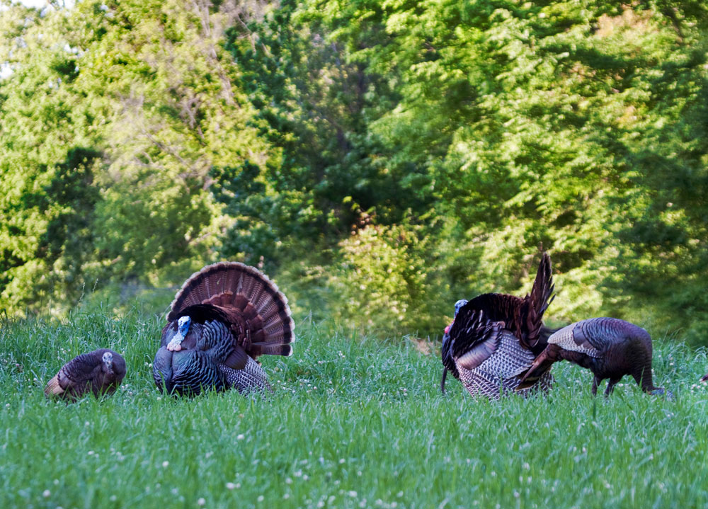 turkeys in field