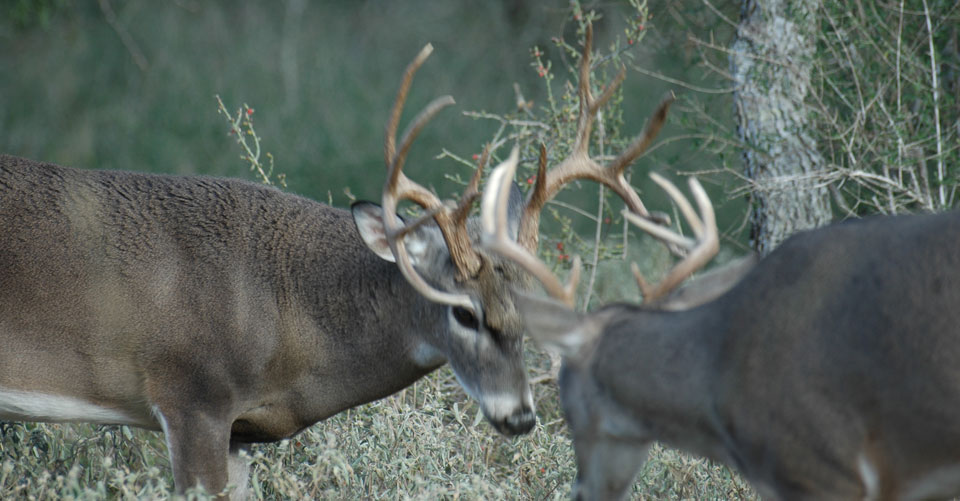 sparring bucks