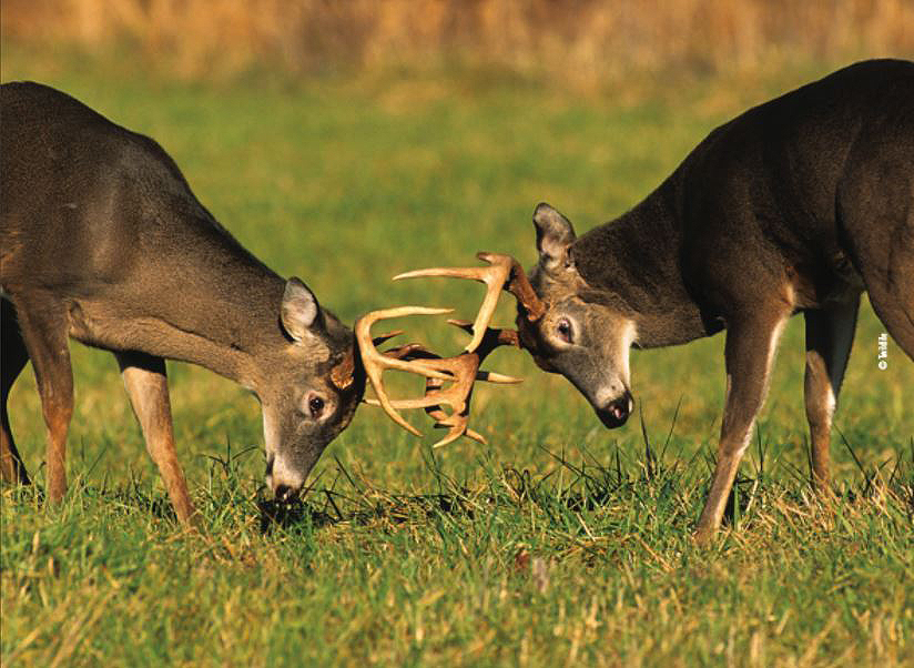 sparring deer