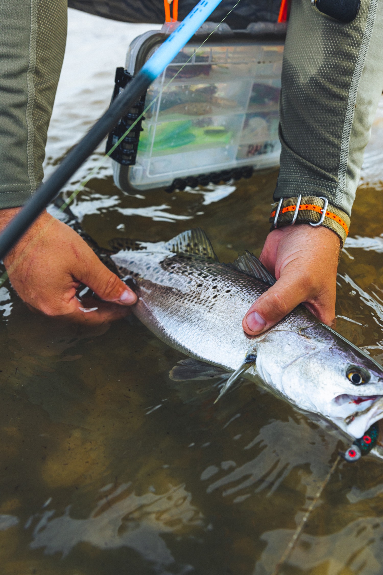 speckled trout