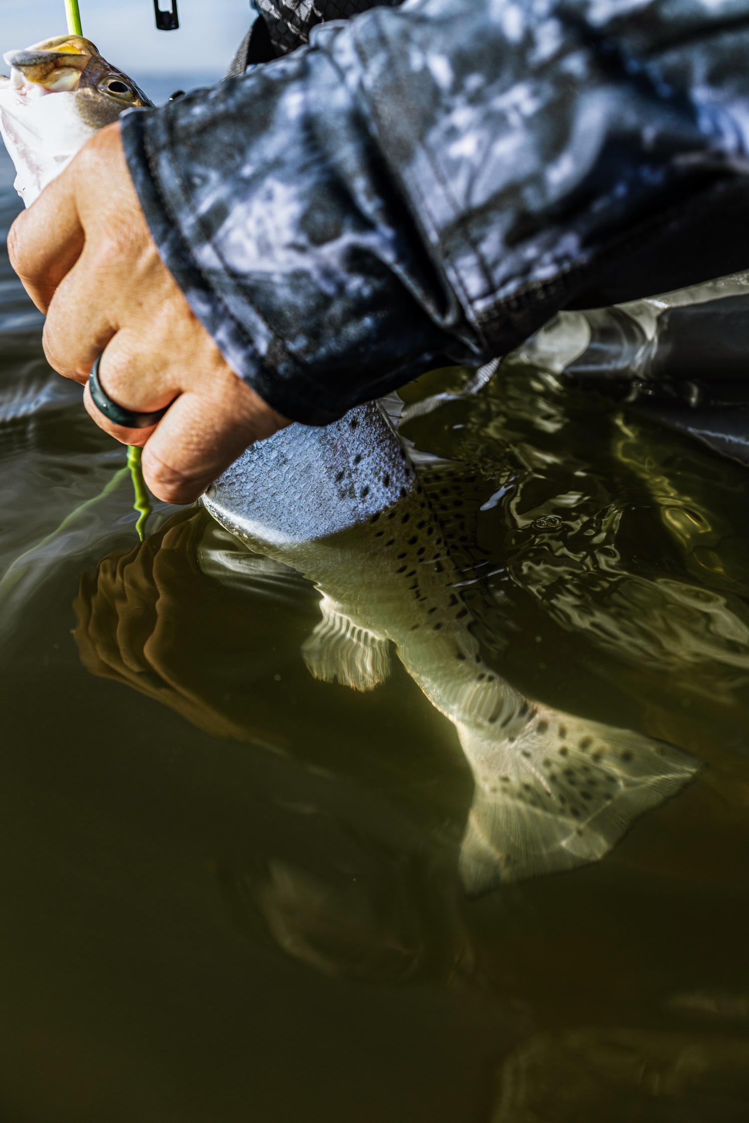 speckled trout