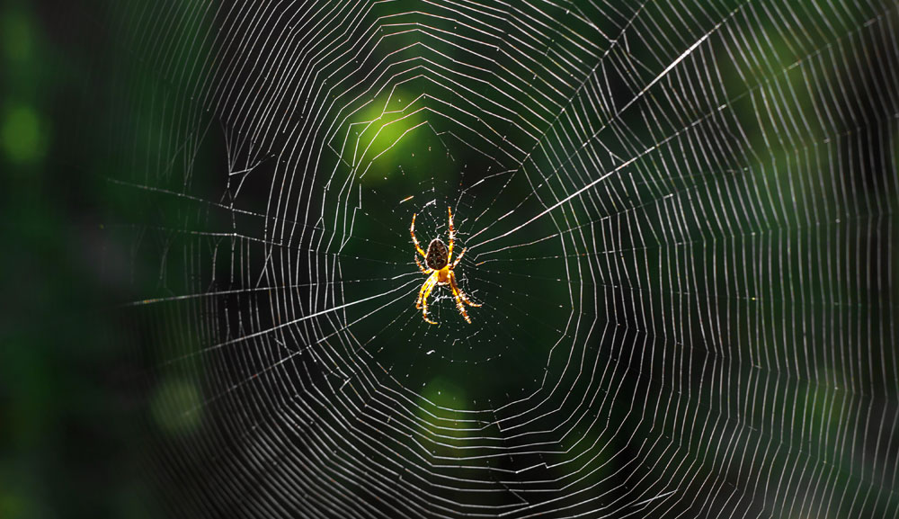 spider on a web