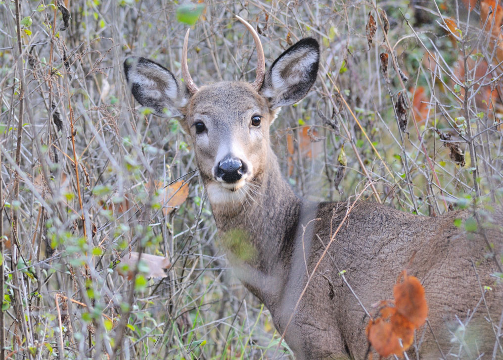 spike buck