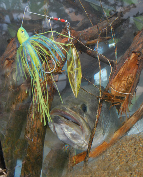 Ott DeFoe on Techniques for Fishing a Spinner Bait