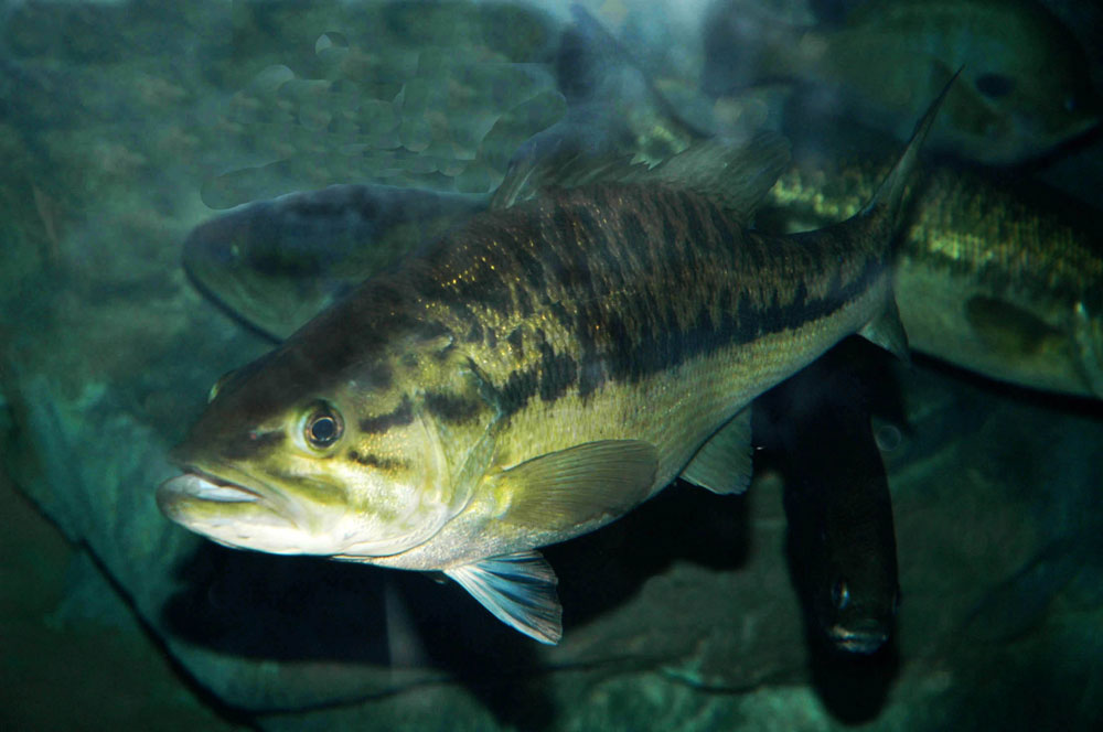 spotted bass