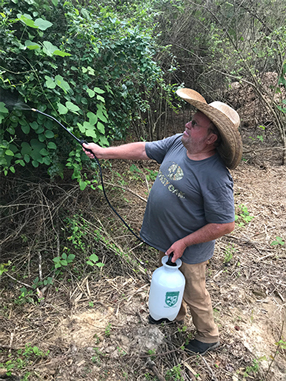 spraying kudzu