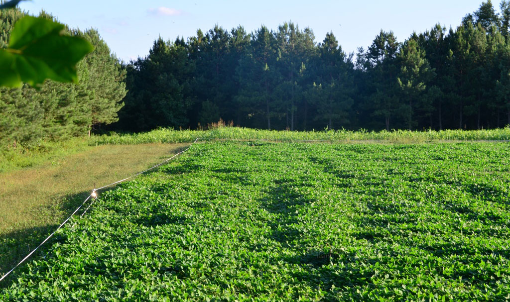 spring food plot