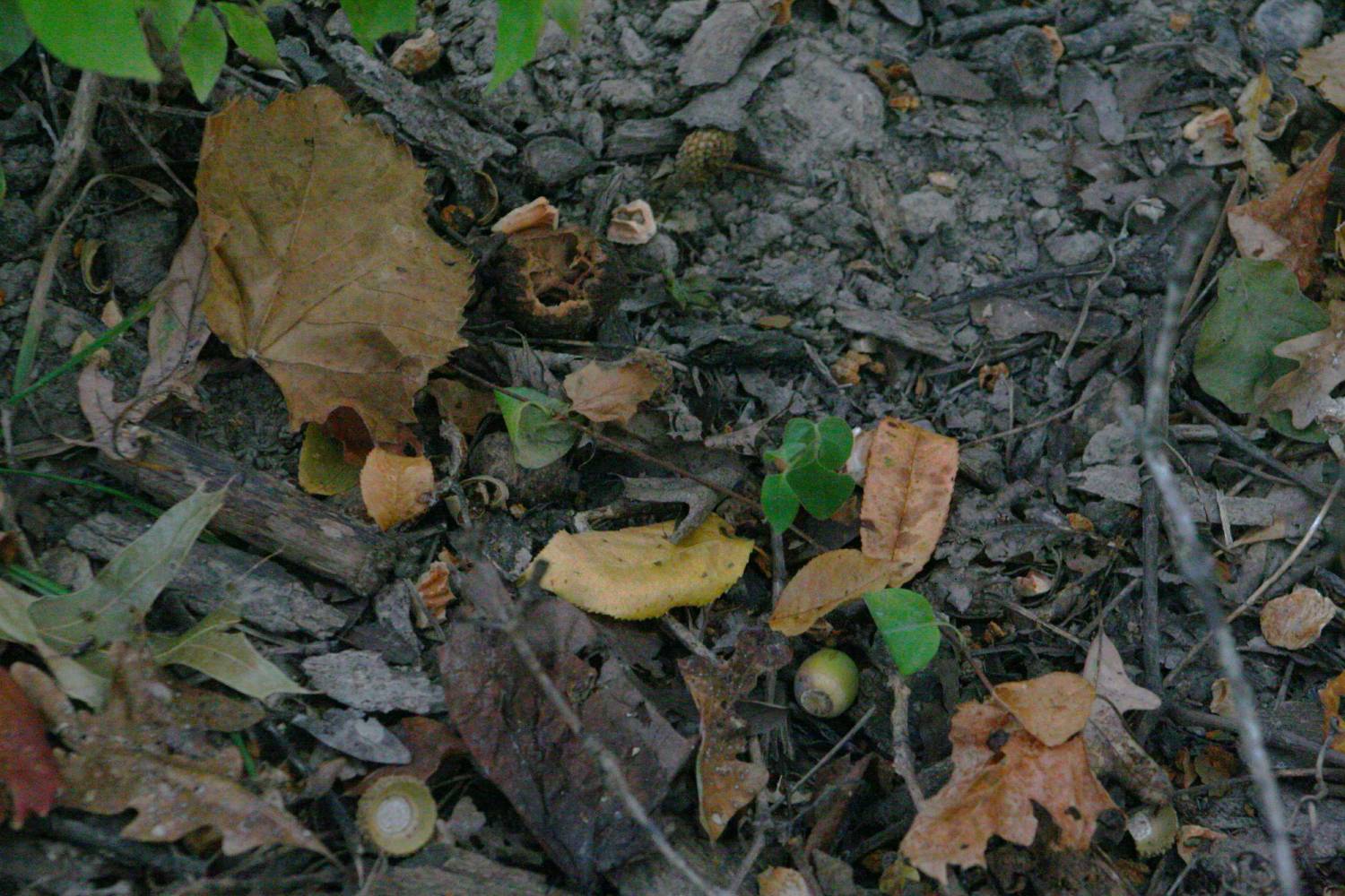 squirrel food