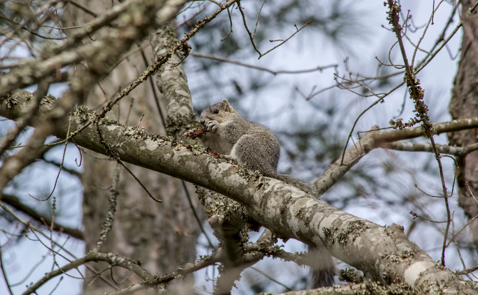 squirrel in a tree