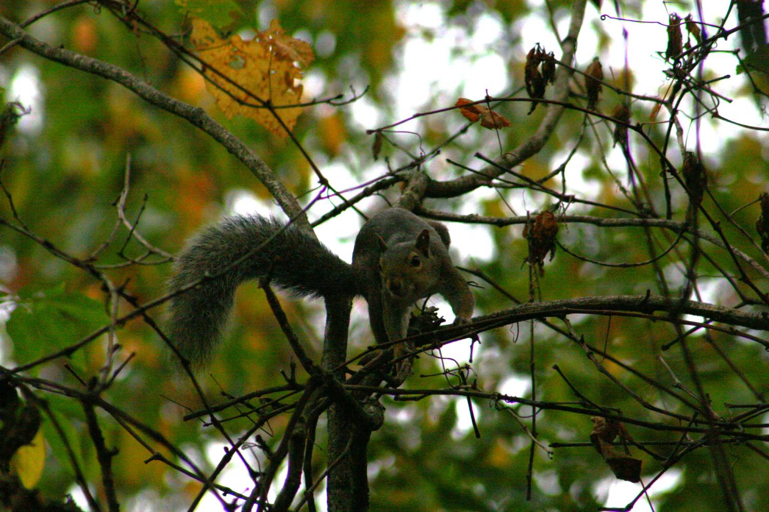 squirrel