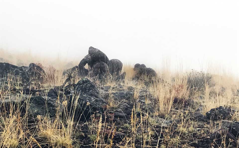 stalking mule deer