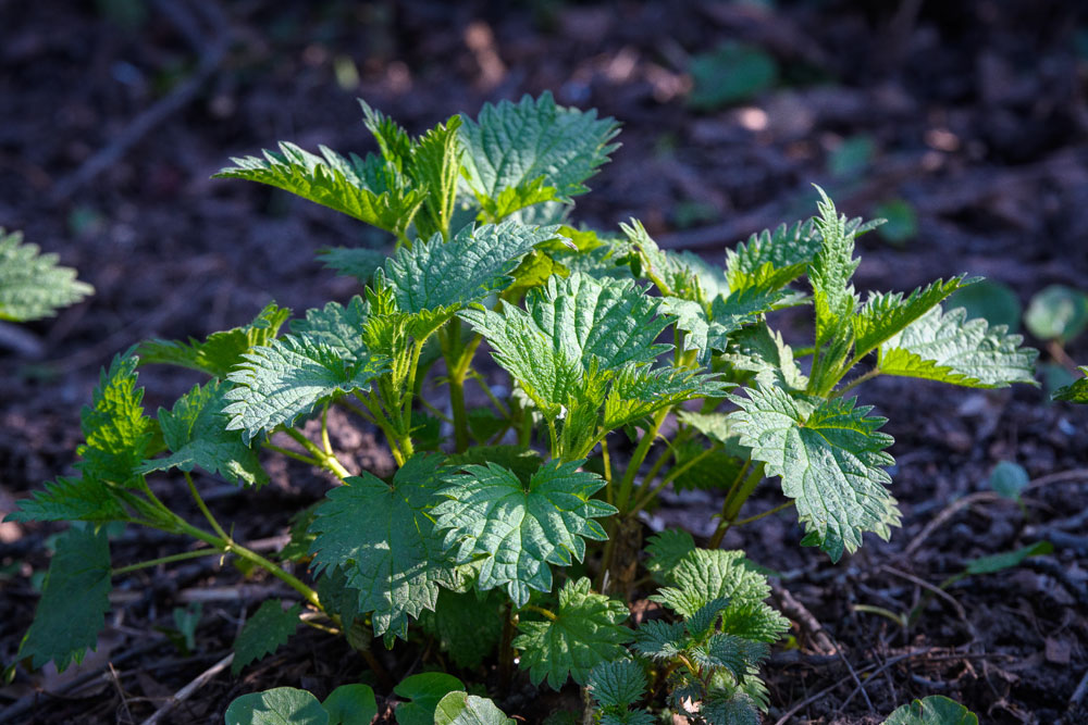 stinging nettle