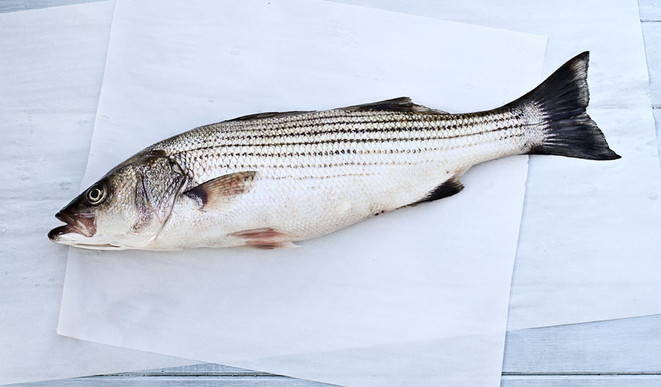 striped bass ready for prep