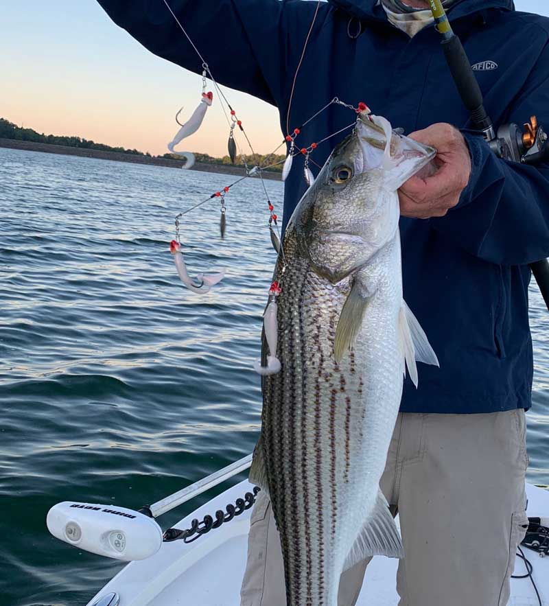 Atlas umbrella rig for stripers! 