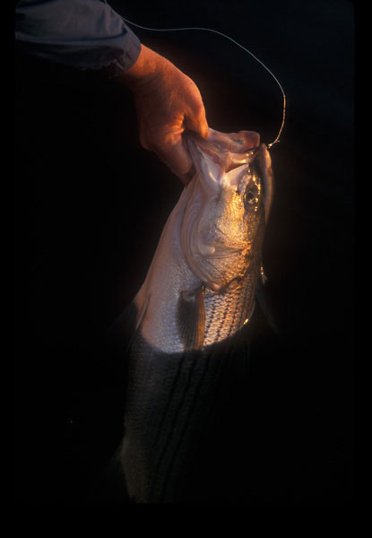 Species Profile: Striped Bass