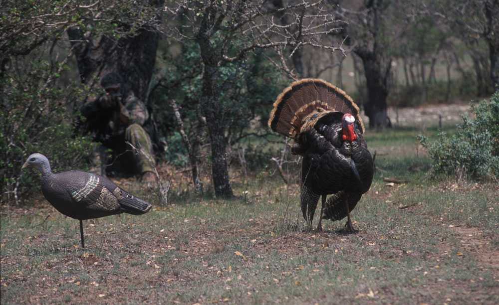 strutting turkey