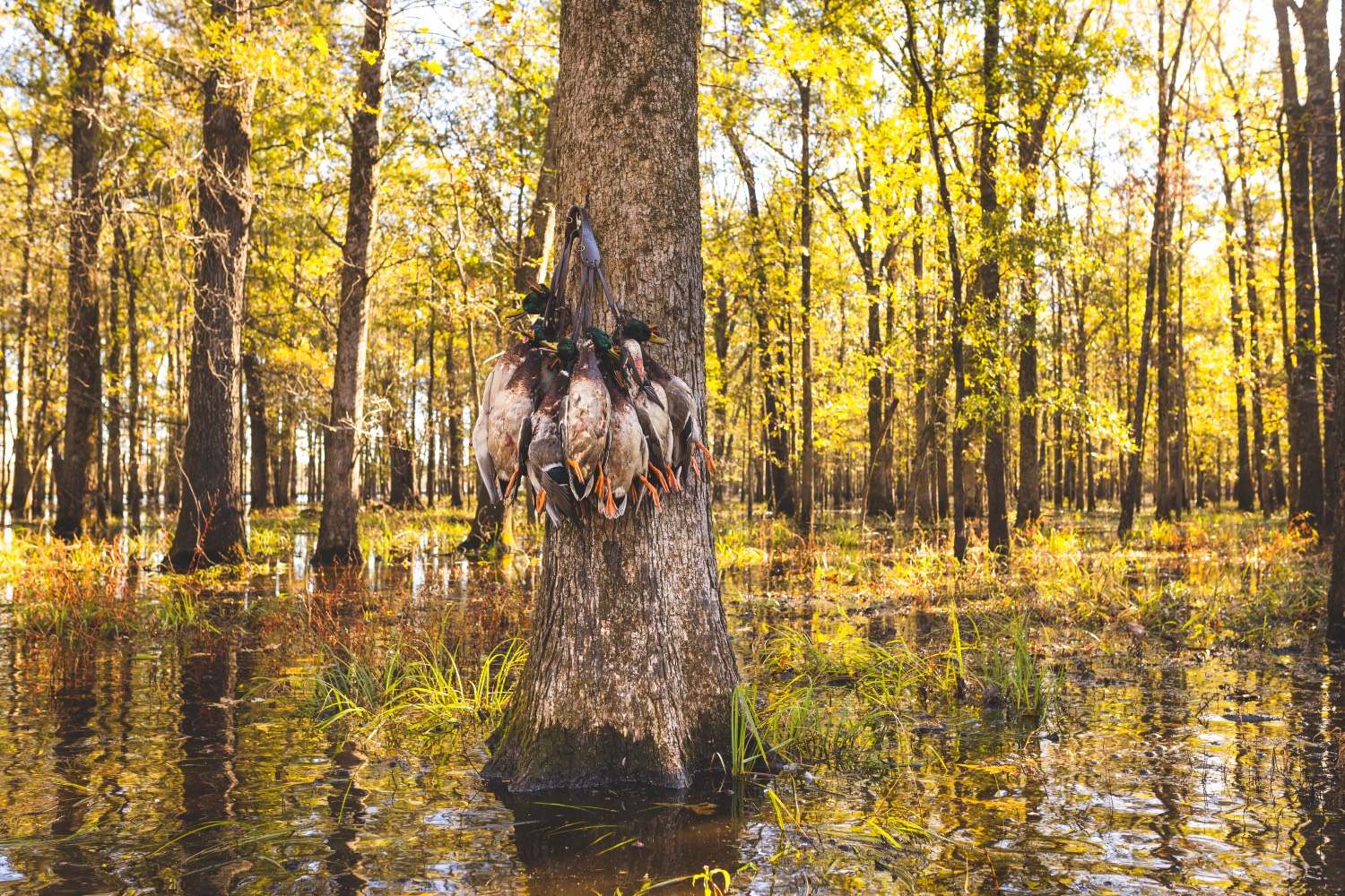 flooded timber