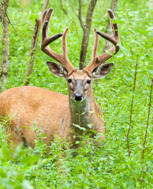 summer buck in velvet