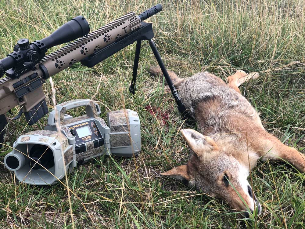 coyote next to caller