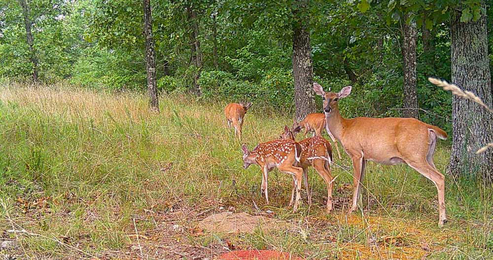 summer deer and fawns