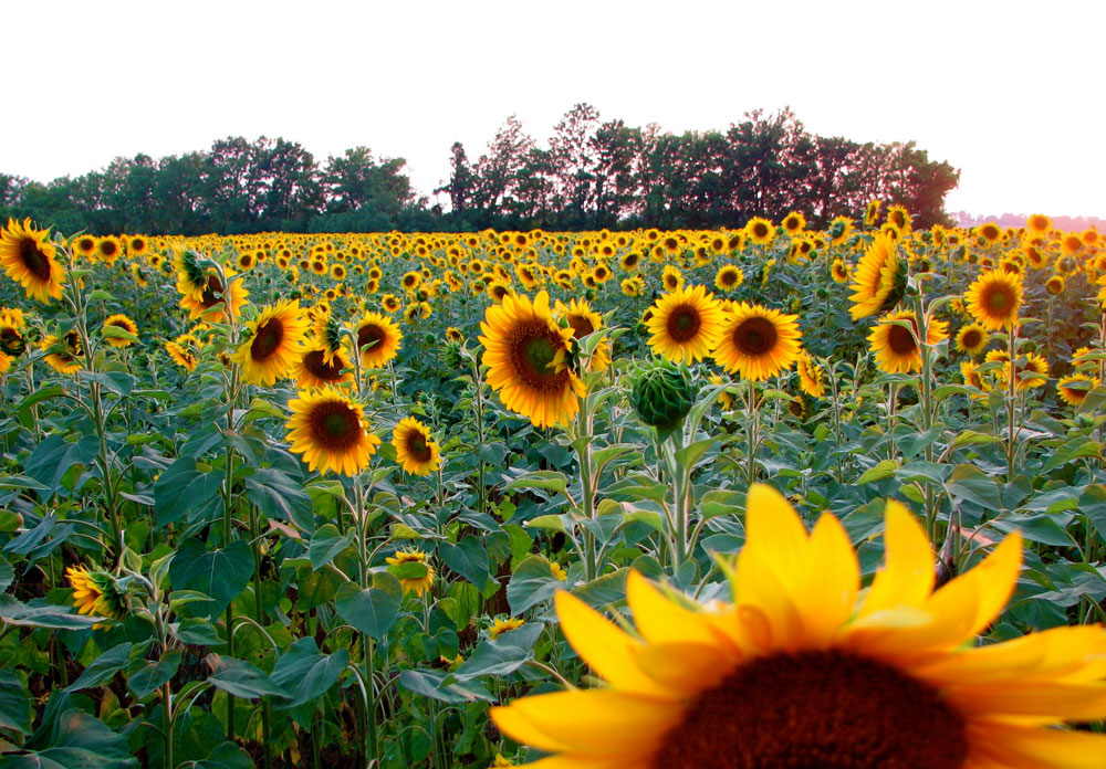 sunflower field