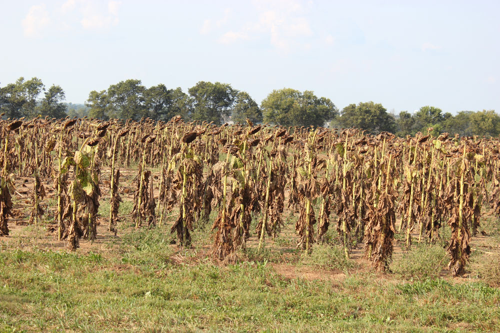 sunflower dove field