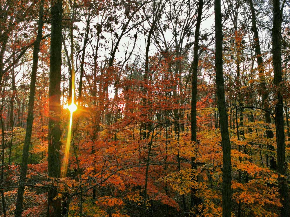sunrise in the woods