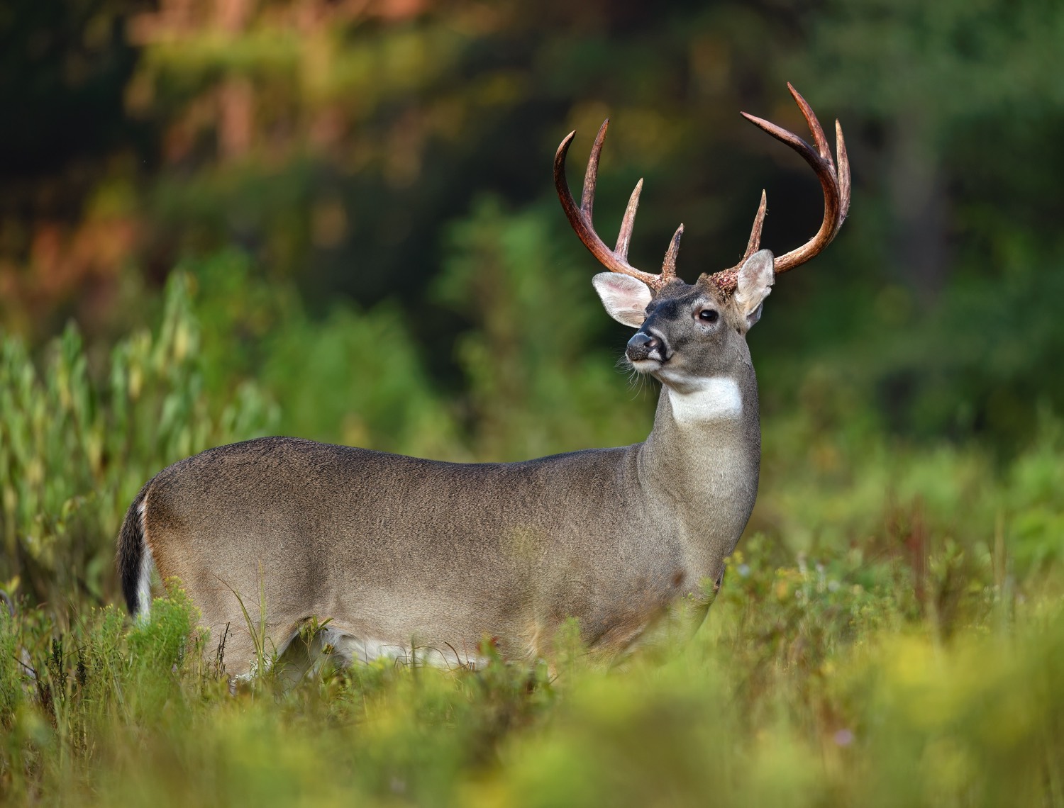 beautiful buck