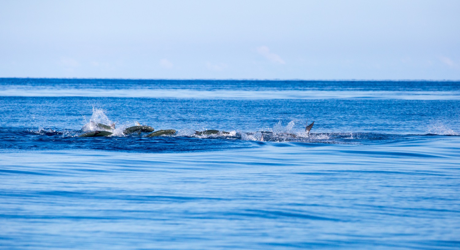 tarpon rolling in the ocean