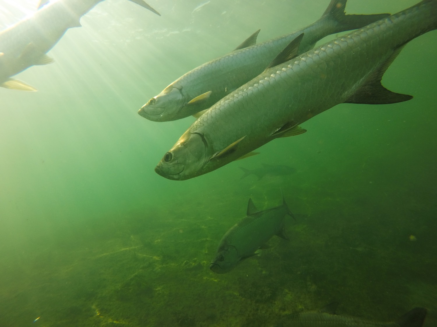 group of tarpon swims underwater