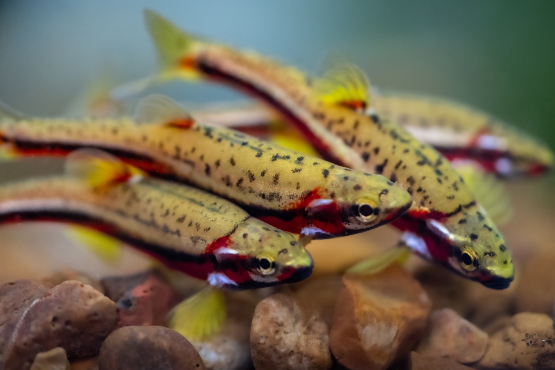 three colorful fish in the water; they are yellow with red faces and stripes