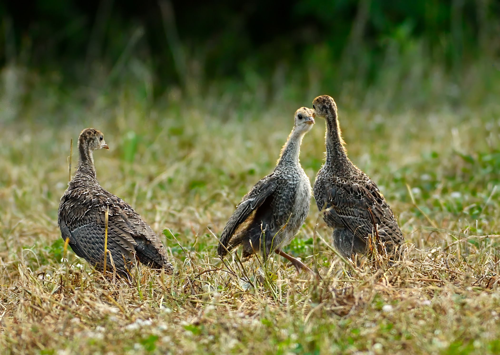 poults