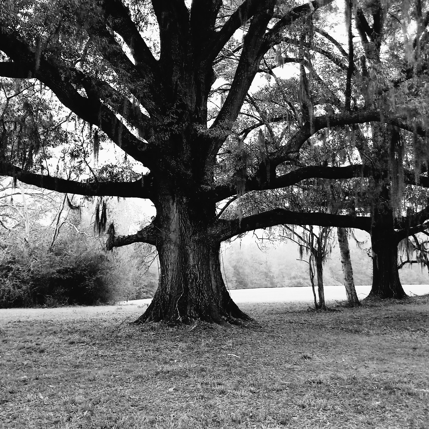 a black and white photo of an old tree