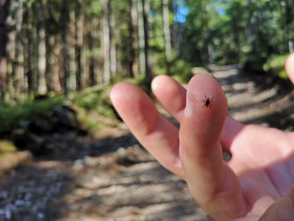 tick on finger