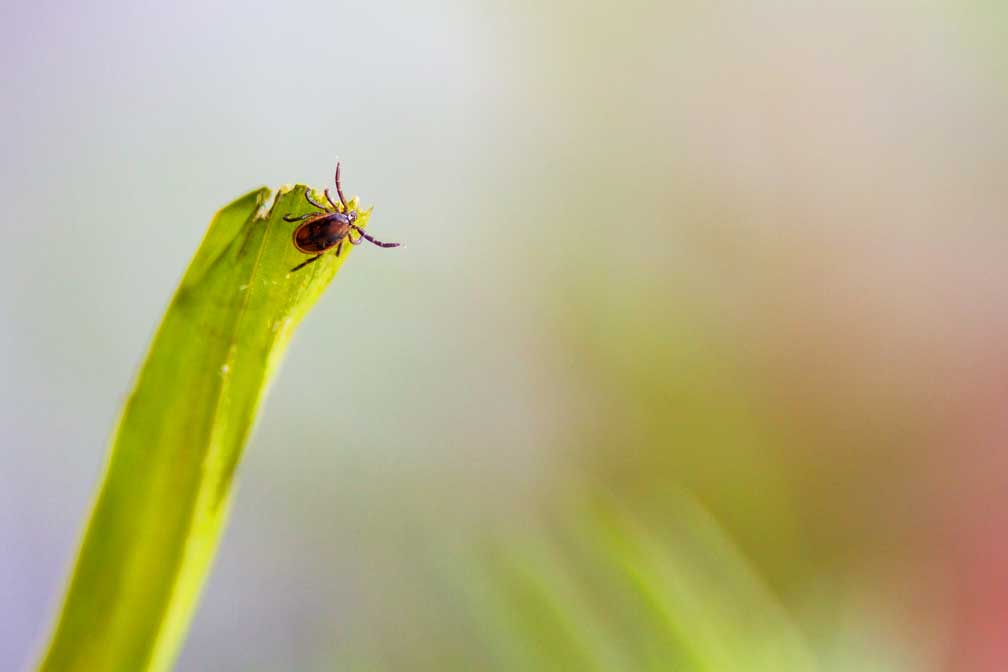 tick on grass