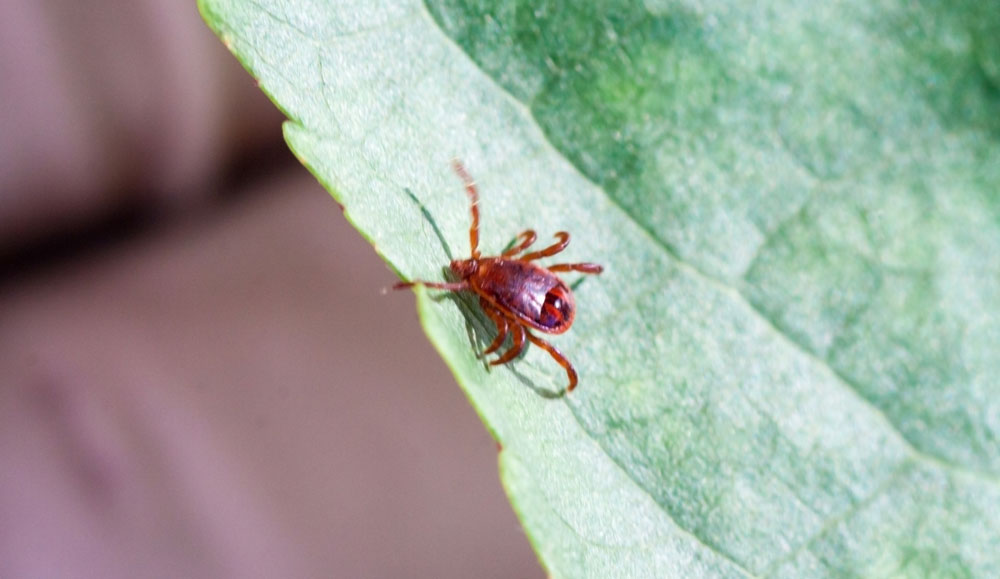 tick on leaf